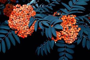 Bunches of red rowan berries. nature photo