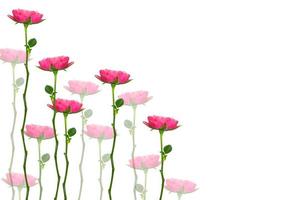 Flower bud roses on a white background photo