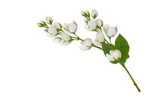 branch of jasmine flowers isolated on white background. photo