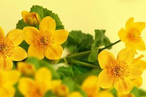 flores amarillas de marsh marigold. fondo floral foto