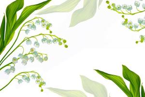 Lily of the valley flower on white background photo