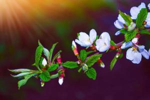 Blossoming branch apple. Bright colorful spring flowers photo