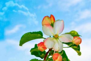 manzana de rama floreciente. flores de primavera de colores brillantes foto