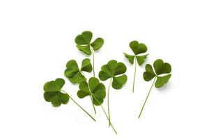 green clover leaves isolated on white background. St.Patrick 's Day photo