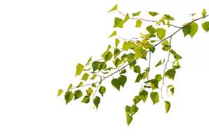 Green birch leaves isolated on white background photo