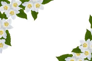 branch of jasmine flowers isolated on white background. photo