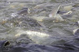 pangasius - compitiendo por la comida en el río, es una gran cantidad de peces que se alimentan para sobrevivir como un pez de agua dulce, un pez sin sabor, un pez de caza para los pescadores que se encuentran en las aguas dulces de tailandia. foto