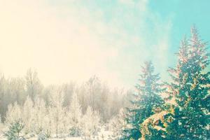 Frozen winter forest with snow covered trees. photo