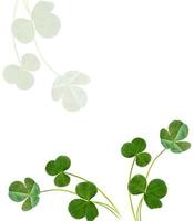 leaf clover on white background photo