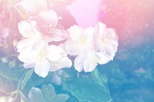 White jasmine The branch delicate spring flowers photo