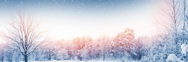 Frozen winter forest with snow covered trees. photo