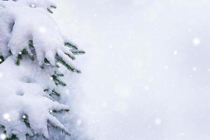 Coniferous spruce branch. Frozen winter forest with snow covered trees. photo