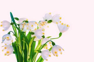 spring white flowers snowdrop. nature photo