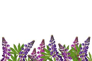 lupines beautiful flowers on a white background photo