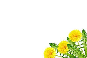 dandelions on a white background photo
