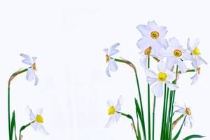 spring flowers narcissus isolated on white background photo