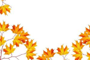 Bright colorful autumn leaves photo