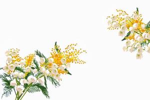 Bush of yellow mimosa. Lily of the valley flower on white background photo