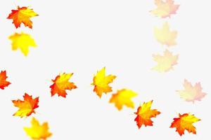 Bright colorful autumn leaves photo