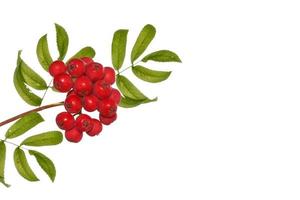 Bunches of red rowan berries photo