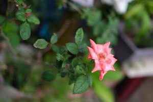 Pastel colored roses. Soft focus small depth of field photo . Concept valentine 's day