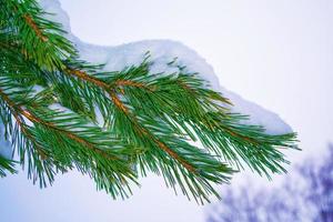 rama de abeto de coníferas. bosque de invierno congelado con árboles cubiertos de nieve. foto