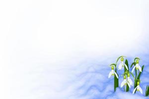 snowdrop flower growing in snow in early spring forest photo