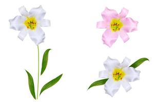 Bright lily flowers isolated on white background. photo