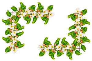 Flowering branch of apple isolated on a white background. photo