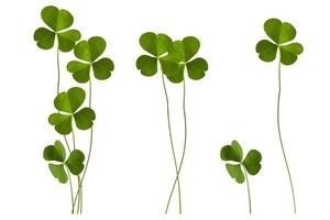 green clover leaves isolated on white background. St.Patrick 's Day photo