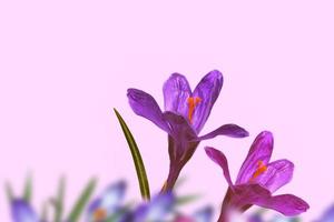 Bright and colorful crocus flowers. photo