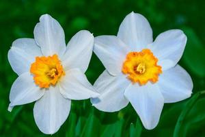 Spring flowers of daffodils. nature photo