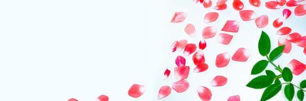 Bright pink rose petals. floral background. photo