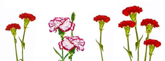 branch carnation flowers isolated on white background photo