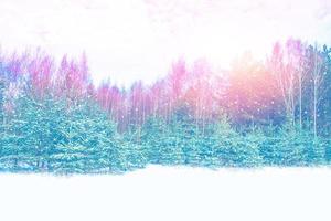 bosque de invierno congelado con árboles cubiertos de nieve. foto