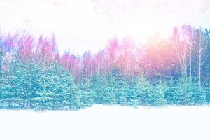 Frozen winter forest with snow covered trees. photo