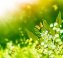 Spring landscape. flowers lily of the valley photo