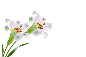 Bright lily flowers isolated on white background. photo