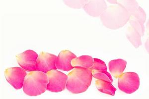 Bright pink rose petals. floral background. photo