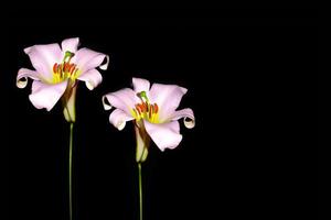 flores de lirio brillantes aisladas sobre fondo negro. foto