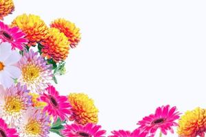 Colorful autumn flowers of chrysanthemum photo