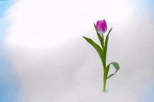 tulip flower growing in snow in early spring garden photo