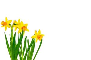 spring flowers narcissus isolated on white background photo