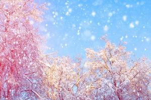 bosque de invierno congelado con árboles cubiertos de nieve. foto