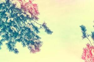 Frozen winter forest with snow covered trees. photo