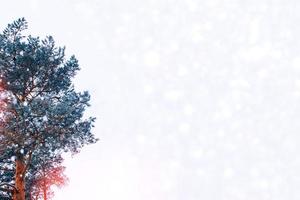 bosque de invierno congelado con árboles cubiertos de nieve. foto