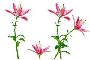 Bright lily flowers isolated on white background. photo