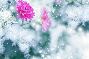 Beautiful pink chrysanthemums in the snow and frost in the winter garden. photo