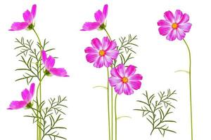 Bright colorful cosmos flowers photo