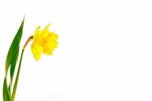 spring flowers narcissus isolated on white background photo